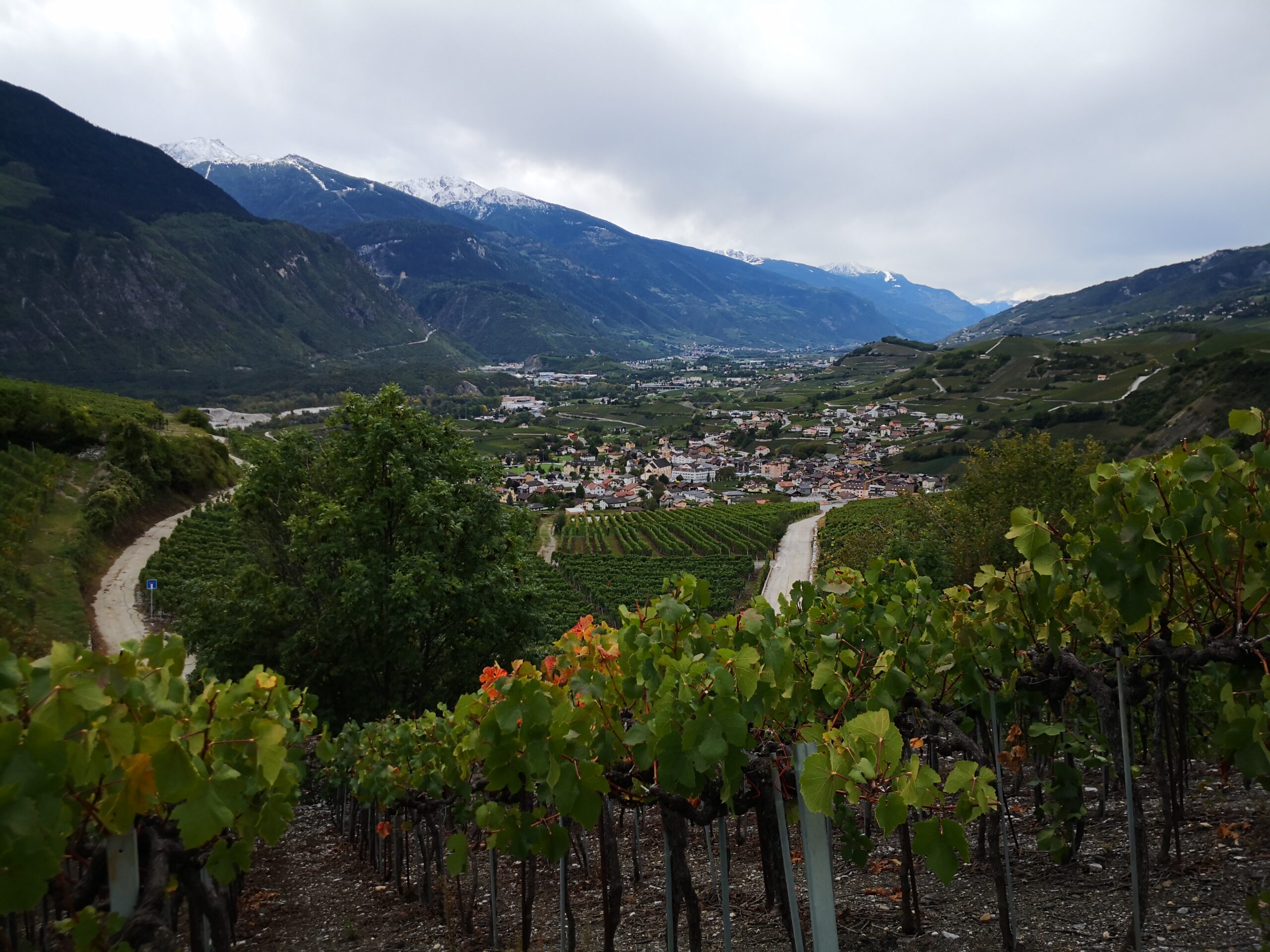 bestes weinmuseum wallis